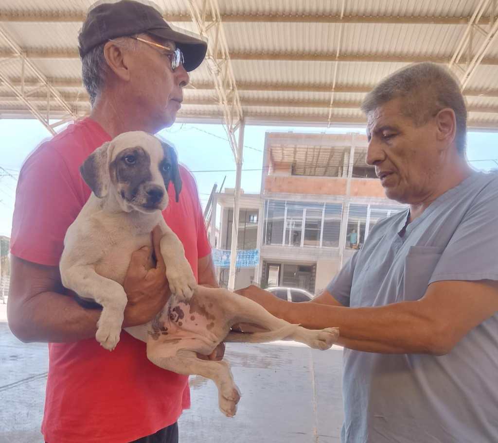 DESPARASITAN A MÁS DE 100 MASCOTAS EN EJIDO SEIS DE&nbsp;ENERO