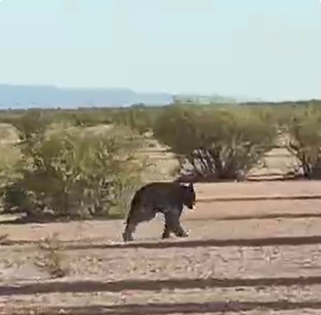 Protección Civil del Estado coordina el rescate y liberación de un oso en Francisco I.&nbsp;Madero